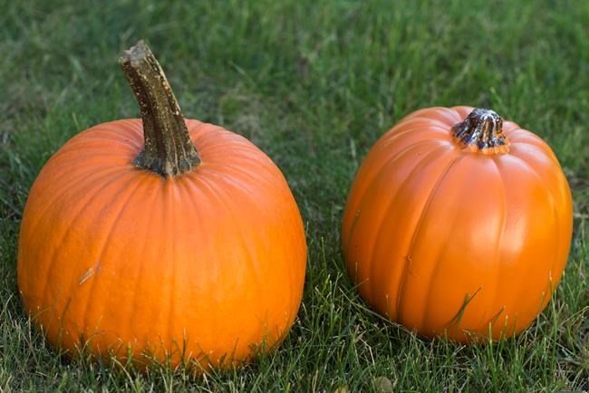 WHICHCRAFT: 3 ways to fix up faux pumpkins | iNFOnews.ca WHICHCRAFT: 3 ways to fix up faux pumpkins | iNFOnews.ca