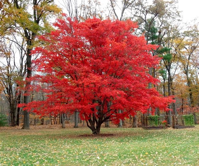 Sunny days, cool nights bring out the best colour in leaves | iNFOnews.ca