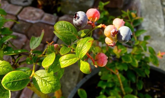 Larger houses on smaller lots lead to scaled-down plants | iNFOnews.ca CP575929414