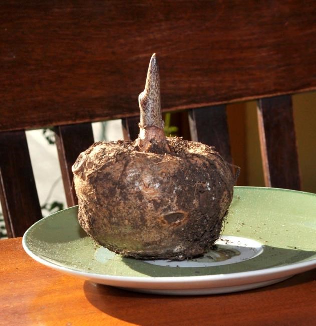 Eerie plants’ season didn’t end with Halloween | iNFOnews.ca