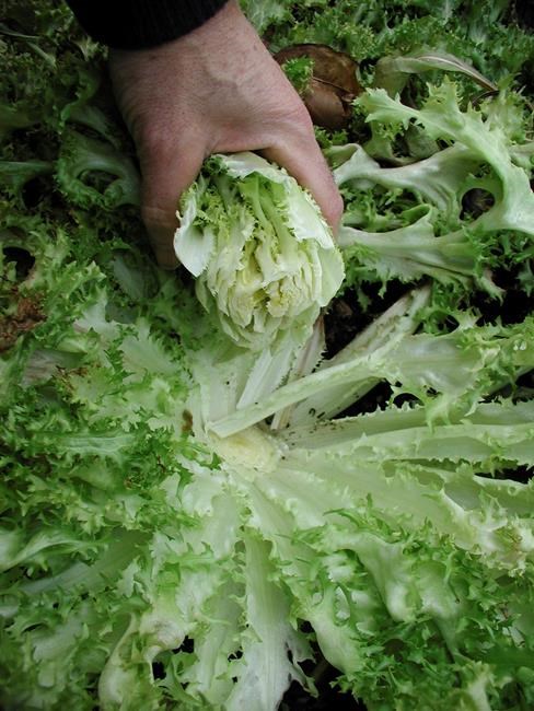 Manage light for flavour and tenderness | iNFOnews.ca
