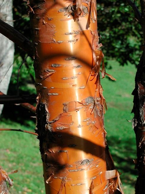 Maples run the gamut from lovable to not | iNFOnews.ca Maples run the gamut from lovable to not | iNFOnews.ca