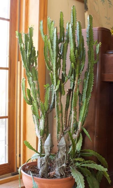 Not an actual cactus, candelabra cactus is easy to grow | iNFOnews.ca