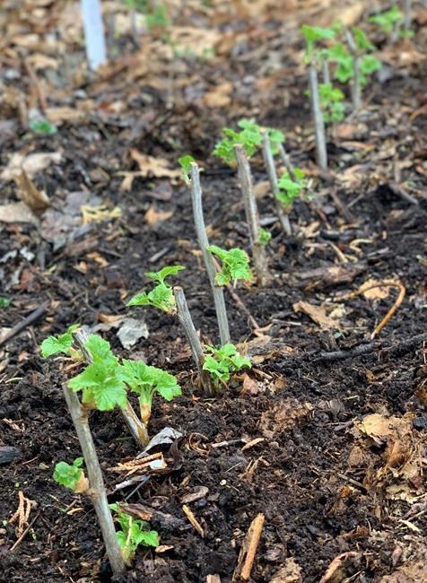 Like magic: Multiply your trees, shrubs by using cuttings | iNFOnews.ca