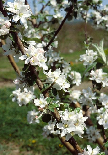 Sit tight, gardeners, the plants need to chill | iNFOnews.ca Sit tight, gardeners, the plants need to chill | iNFOnews.ca
