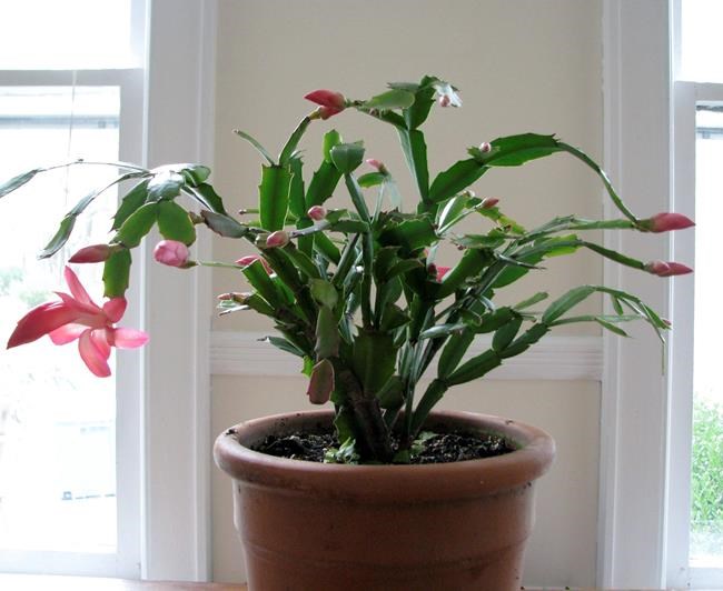 Winter cacti are hard to name but easy to grow | iNFOnews.ca CP1984849790