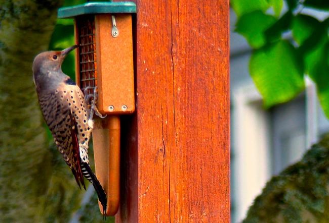 When managing birdfeeders, think bird health and safety | iNFOnews.ca When managing birdfeeders, think bird health and safety | iNFOnews.ca