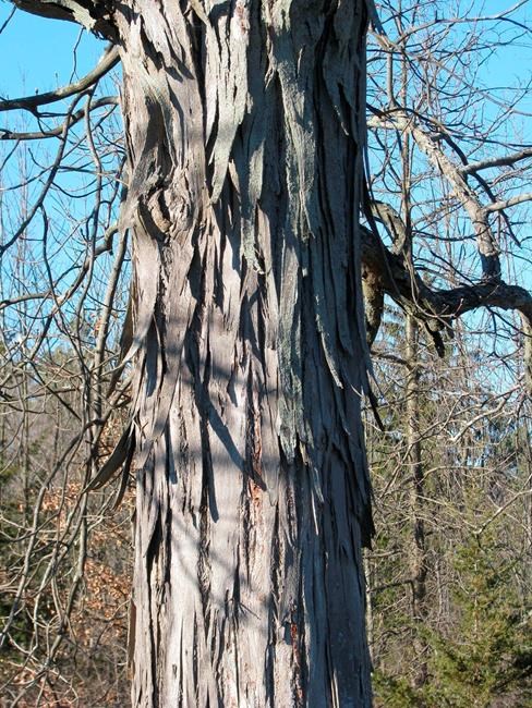 Now's a good time to savour the subtle beauty of trees' barks | iNFOnews.ca