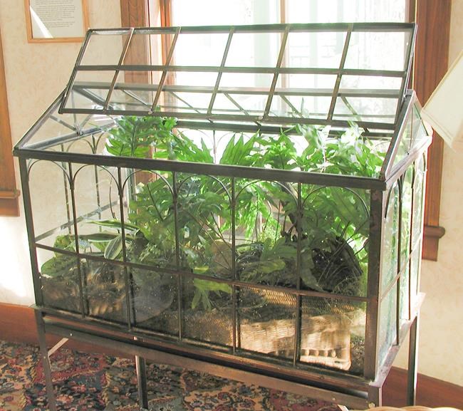 Plants can thrive with no care at all in Wardian cases | iNFOnews.ca