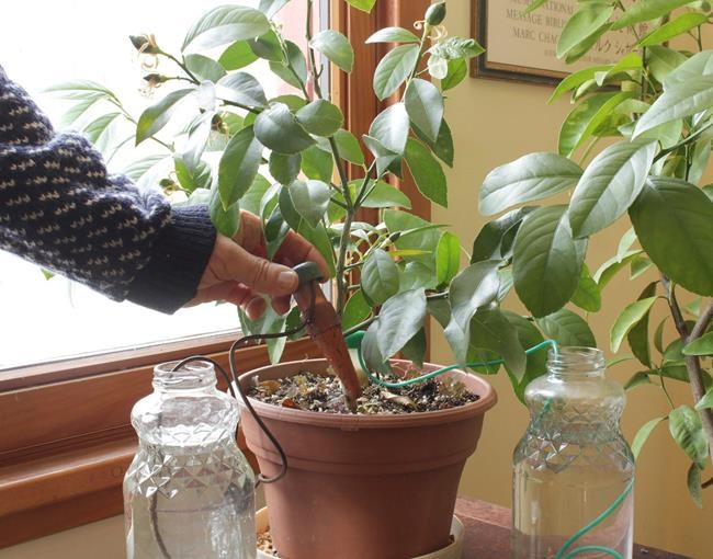 You're going on vacation, but what about your plants? | iNFOnews.ca