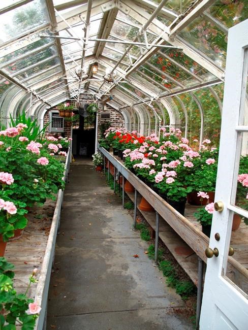 Prevention is the best way to manage greenhouse weeds | iNFOnews.ca Prevention is the best way to manage greenhouse weeds | iNFOnews.ca