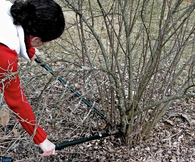 Pruning tips to keep flowering shrubs blossoming for years | iNFOnews.ca Pruning tips to keep flowering shrubs blossoming for years | iNFOnews.ca