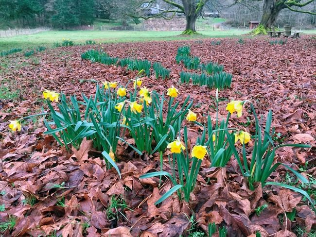 What to do when bulbs don't bloom | iNFOnews.ca What to do when bulbs don't bloom | iNFOnews.ca
