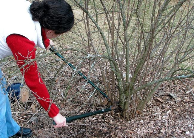 March is a great time to prune many shrubs, but not all | iNFOnews.ca CP240936709
