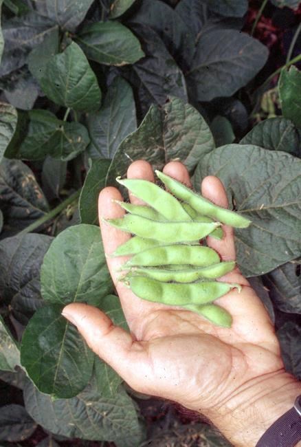 Edamame in the garden are flavourful and easy to grow | iNFOnews.ca Edamame in the garden are flavourful and easy to grow | iNFOnews.ca