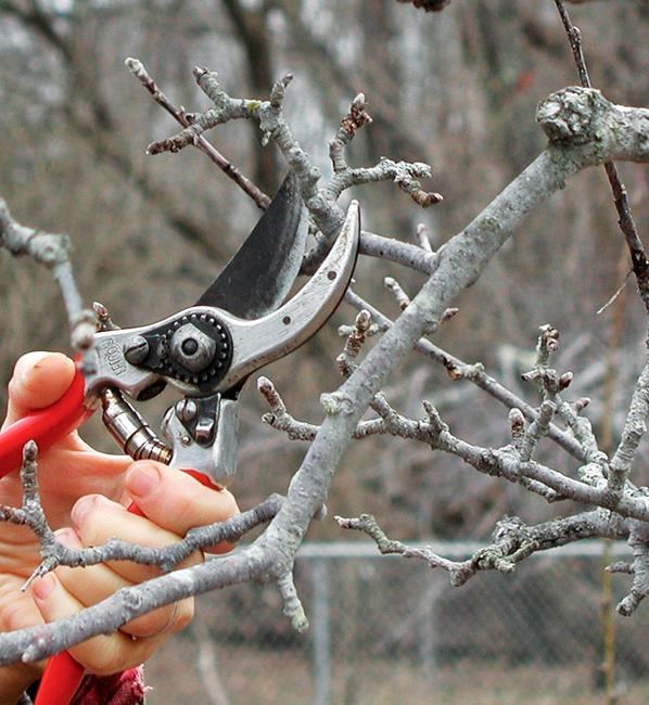 For plenty of delicious fruit, be sure to prune fruit trees | iNFOnews.ca For plenty of delicious fruit, be sure to prune fruit trees | iNFOnews.ca