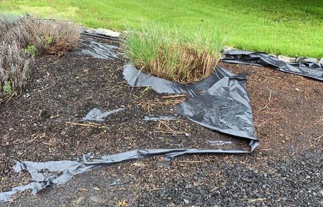 Respect the soil in your garden: Don't add plastic to it | iNFOnews.ca Respect the soil in your garden: Don't add plastic to it | iNFOnews.ca