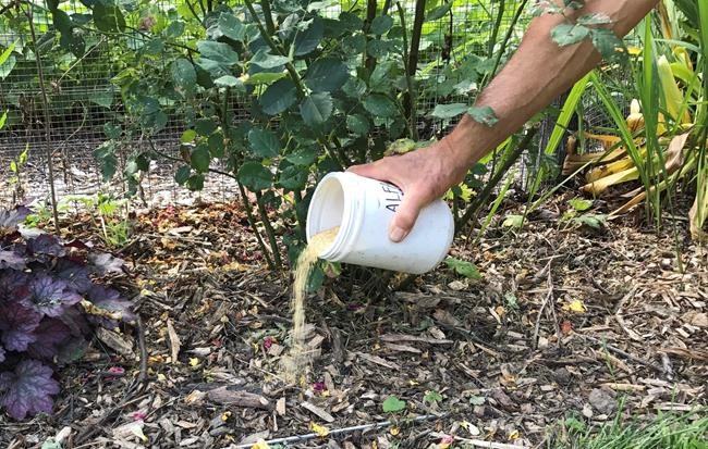 How to fertilize your garden organically | iNFOnews.ca