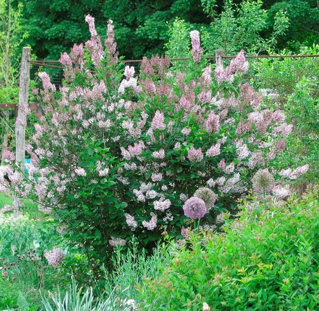 A lesson from Miss Kim: Give other lilac species a try | iNFOnews.ca A lesson from Miss Kim: Give other lilac species a try | iNFOnews.ca