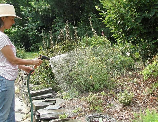Soak or drip? Watering advice for the hot season | iNFOnews.ca Soak or drip? Watering advice for the hot season | iNFOnews.ca