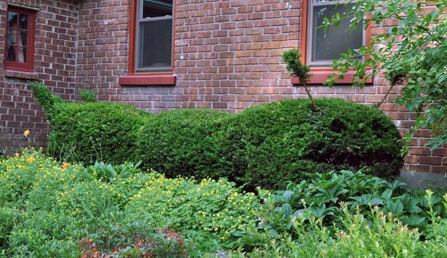 Topiary tips: When you want shrubs to double as sculpture | iNFOnews.ca
