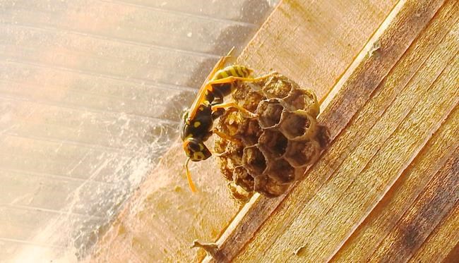 Benevolent or fearsome? Yellowjackets can be both | iNFOnews.ca