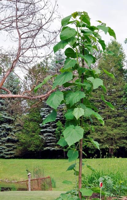 Paulownia is grown for leaves, flowers, wood | iNFOnews.ca Paulownia is grown for leaves, flowers, wood | iNFOnews.ca