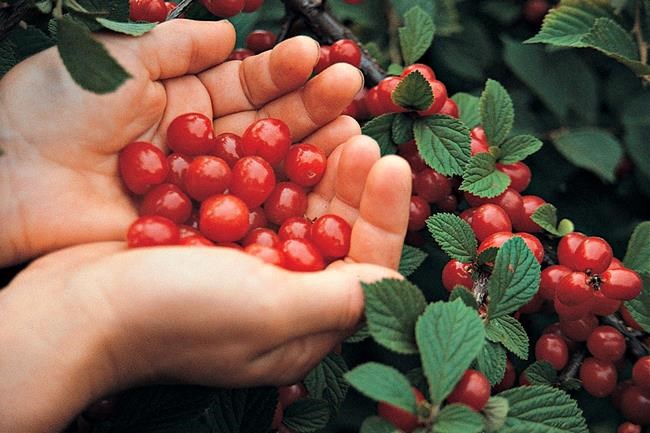 There are many types of sweet or tart cherries you can grow | iNFOnews.ca There are many types of sweet or tart cherries you can grow | iNFOnews.ca