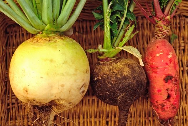 Gardening: Winter radishes can add off-season colour, flavour | iNFOnews.ca
