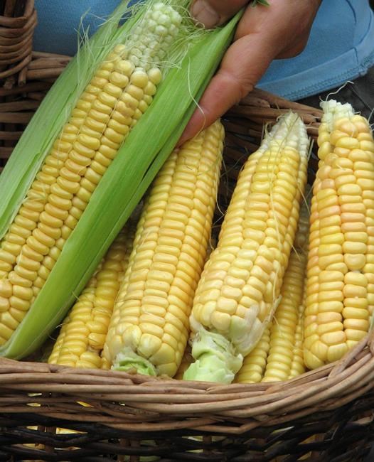 Plant some history in your garden with heirloom plants | iNFOnews.ca Plant some history in your garden with heirloom plants | iNFOnews.ca