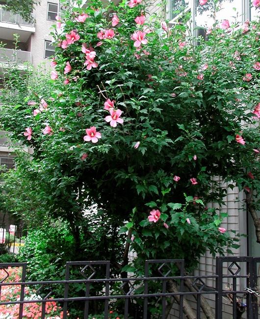 Rose of Sharon: not a real rose, but worth growing | iNFOnews.ca