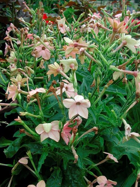 Gardener's Notebook: How to plant for fragrant summer nights | iNFOnews.ca Gardener's Notebook: How to plant for fragrant summer nights | iNFOnews.ca