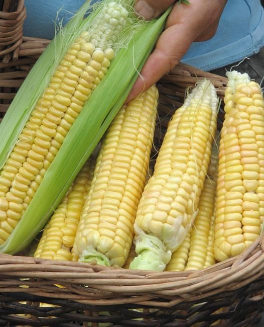 GARDENING: Good corn taste is in the genes | iNFOnews.ca