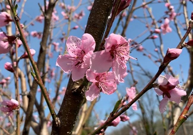 Microclimates: something gardeners can do about the weather | iNFOnews.ca