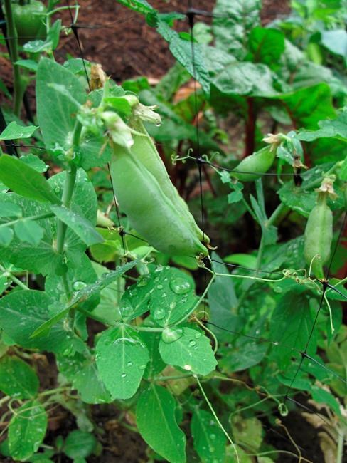 Saving seeds also saves money and plant history | iNFOnews.ca