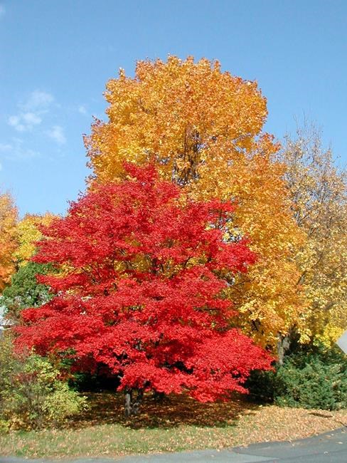 Best time to plant a tree? Probably now | iNFOnews.ca Best time to plant a tree? Probably now | iNFOnews.ca