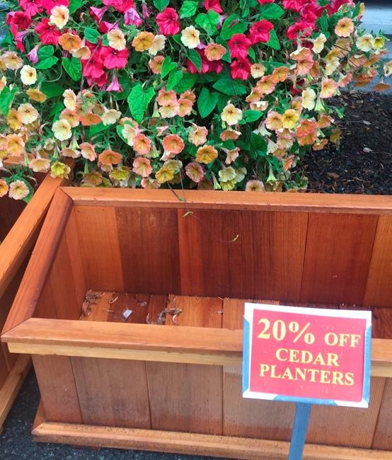 Fall's the best time to harvest discounts at garden centres | iNFOnews.ca