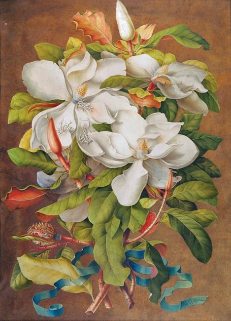 Exhibit offers rare glimpse at Bunny Mellon's botanical art | iNFOnews.ca