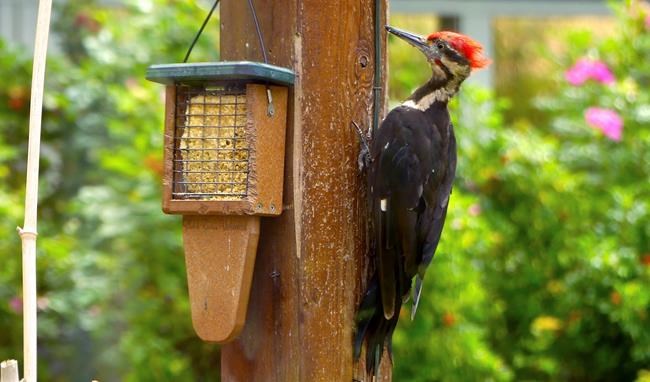 Woodpecker damage? Try scare tactics, redirection | iNFOnews.ca Woodpecker damage? Try scare tactics, redirection | iNFOnews.ca