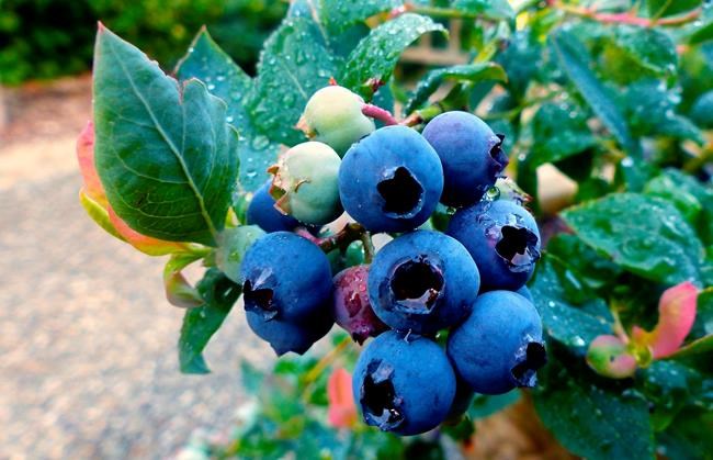 Gardening trends for 2020? Think unconventional, sustainable | iNFOnews.ca Gardening trends for 2020? Think unconventional, sustainable | iNFOnews.ca