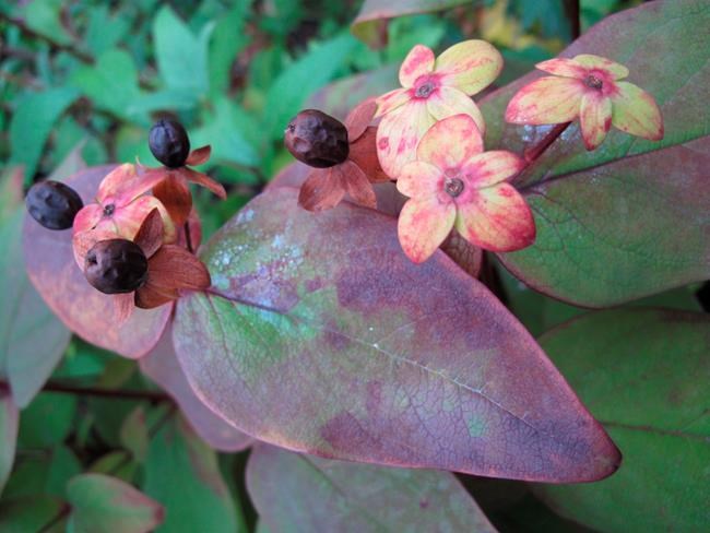 Some favourite garden vegetables attract pollinators, too | iNFOnews.ca