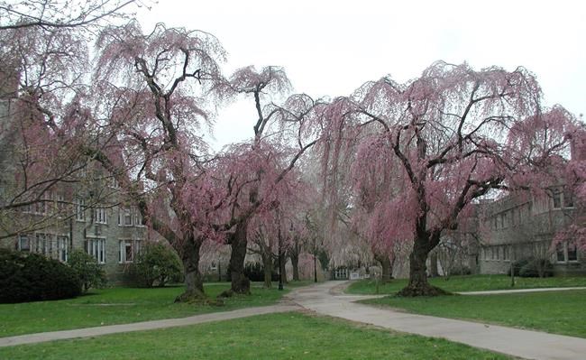 What kind of cherry tree did Washington fell? (If he did.) | iNFOnews.ca