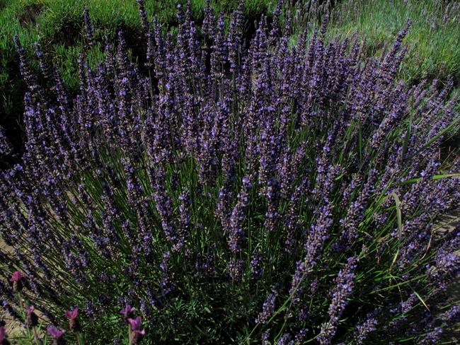 Lavender: all-purpose 'Swiss army knife' of fragrant herbs | iNFOnews.ca