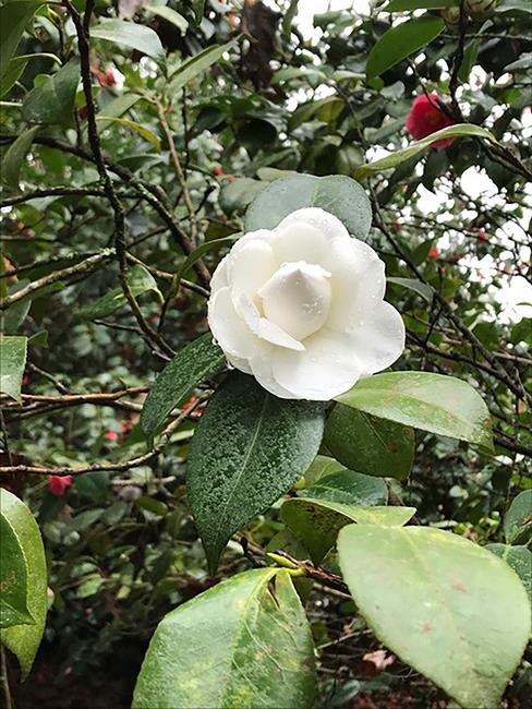 Thanks to plant breeders, camellia moves farther north | iNFOnews.ca