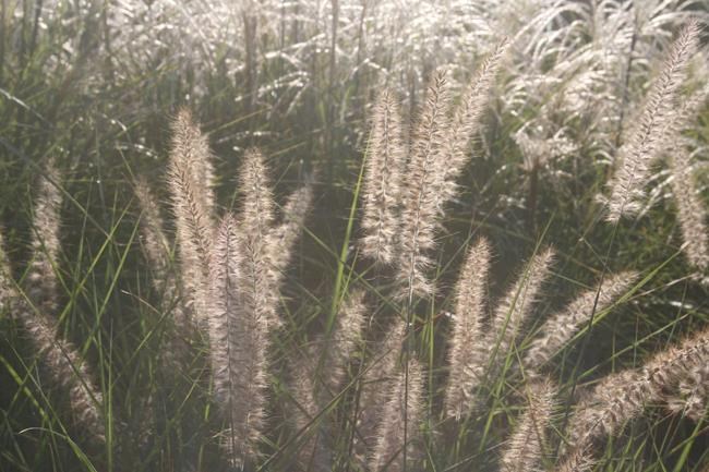 Don't forget about texture when planning your garden | iNFOnews.ca