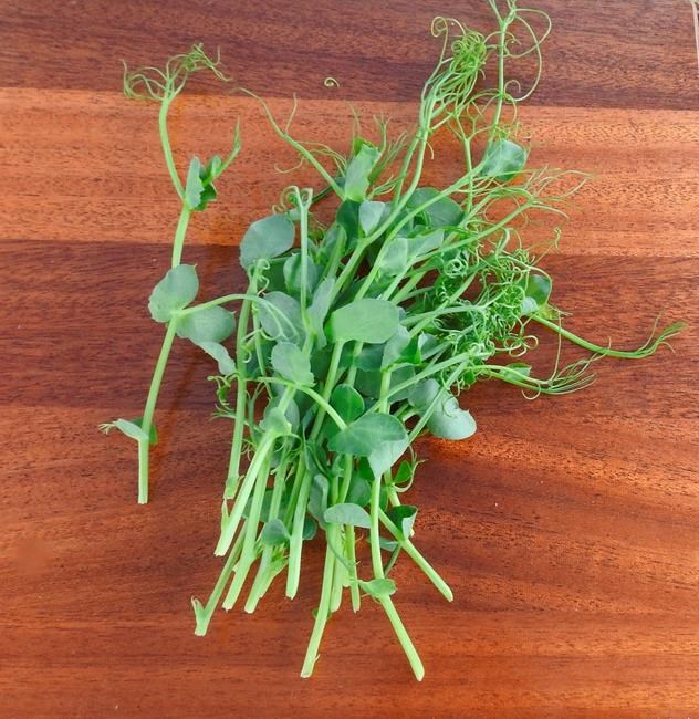 Microgreens: a tiny, nutritional, easy-to-grow crop all year | iNFOnews.ca Microgreens: a tiny, nutritional, easy-to-grow crop all year | iNFOnews.ca