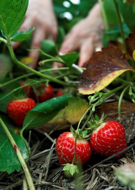 Gardening: quick and easy strawberries | iNFOnews.ca Gardening: quick and easy strawberries | iNFOnews.ca