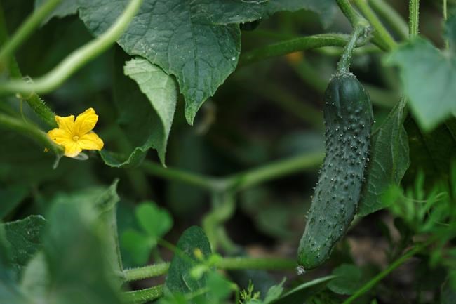 To grow delicious cucumbers, learn how they reproduce | iNFOnews.ca