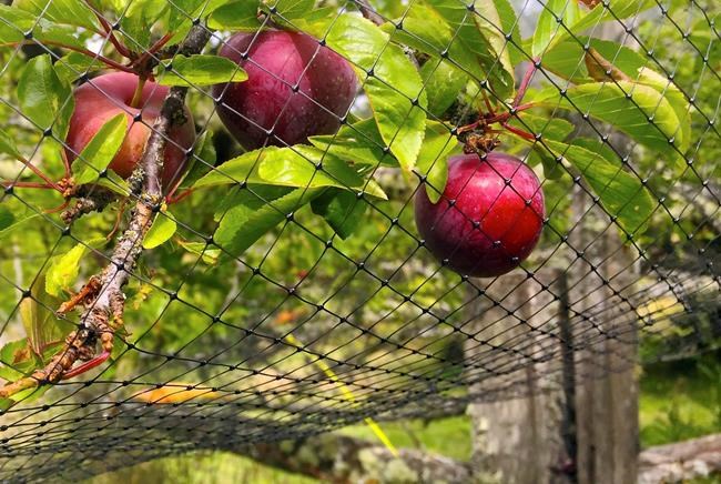 Good fences make good neighbours of humans, wildlife | iNFOnews.ca Good fences make good neighbours of humans, wildlife | iNFOnews.ca