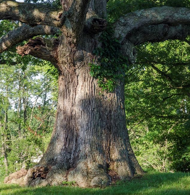 Author urges gardeners to form one big `national park’ | iNFOnews.ca